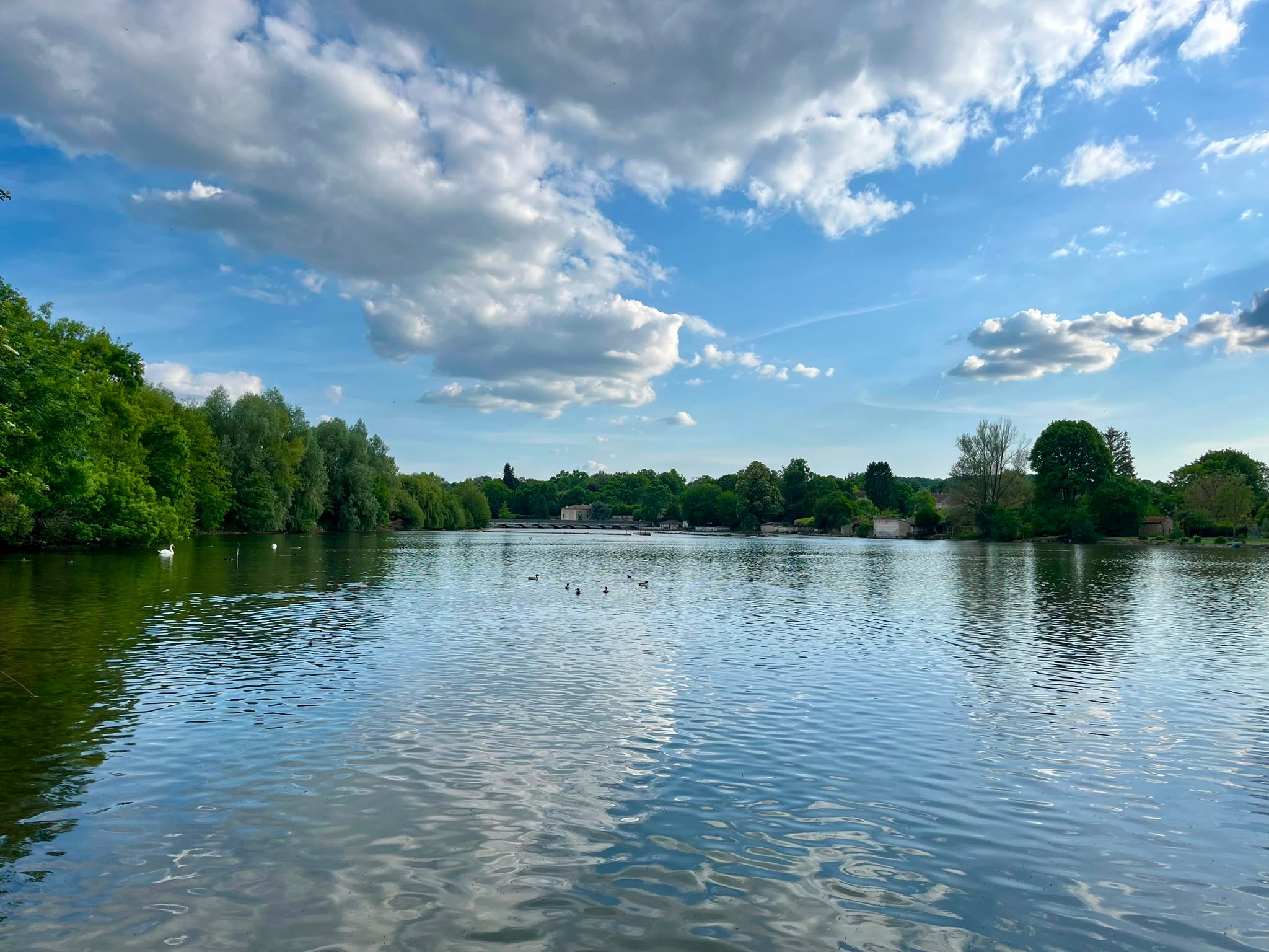 Le plan d'eau et ses cygnes